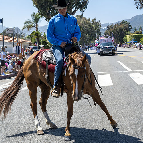 Horse in Parade